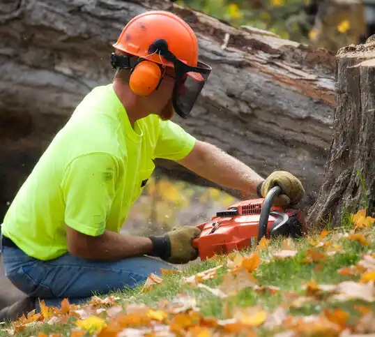 tree services Hills